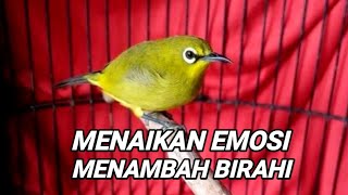 Download lagu pleci betina perangsang jantan mp3
