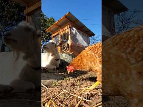 なぜ鶏に天然の駆虫薬を与えるのですか