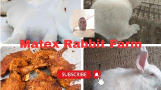 Reasons why you should start a rabbit Farm in 2024 | Rabbit Farming Business