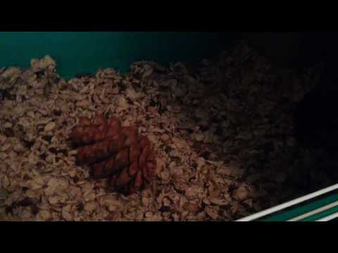 YouTube video about: Can guinea pigs have pine cones?