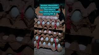 Download lagu Alhamdulillah,,, #ayamelba #ayampetelur #egg #bukittinggi #salamsatuhobi #ayamkampung #sumbar mp3 Download lagu Alhamdulillah,,, #ayamelba #ayampetelur #egg #bukittinggi #salamsatuhobi #ayamkampung #sumbar mp3