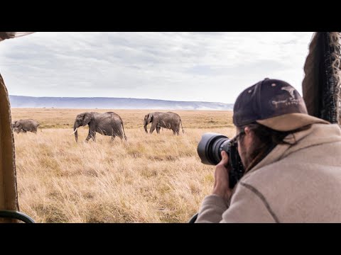 Lone bull elephant wanders across the Masai Mara's open plains.