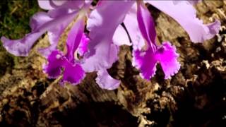 Vida - Paloma San Basilio