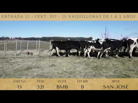 Lote 15 Vaquillonas 1 a 2 años 321kg -  en ECILDA PAULLIER