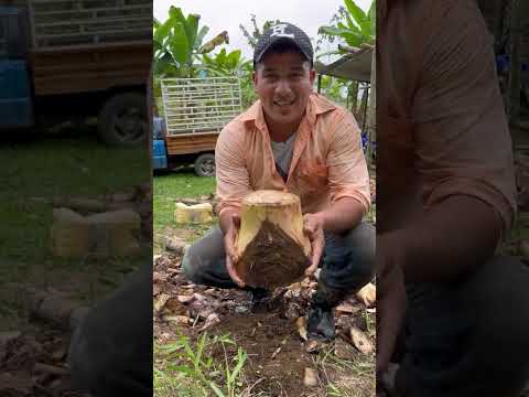 todo esto es lo que pasan los agricultores sembrando plátano verde en El Carmen   Manabí