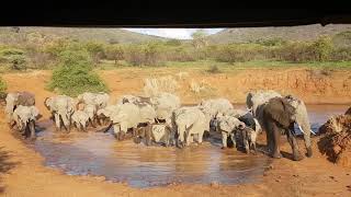 preview picture of video 'Elephants having a drink at Tau pan.'