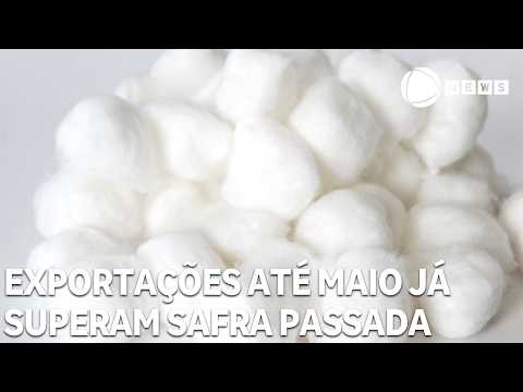 Exportações de algodão até maio já superam total da safra passada
