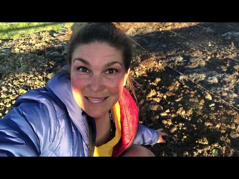 Jorden är hård som cement Hjälp Täckodla förr bättre jordstruktur