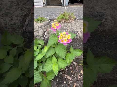 春の野の花 シルヴィアネモネ ネモローサ ウッドアネモネ