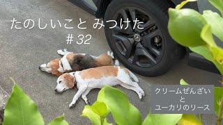 【犬との暮らしのvlog】ビーグル2匹との夏の日常｜ユーカリのリース作りと手作りクリームぜんざい｜ビーグル姉妹｜たのしいこと みつけた