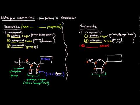 Nucleotides vs Nucleosides