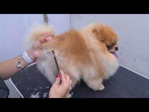 "CUTEST" POMERANIAN EVER. AMAZING SCISSORS WORK 🐶❤️ DOG GROOMING