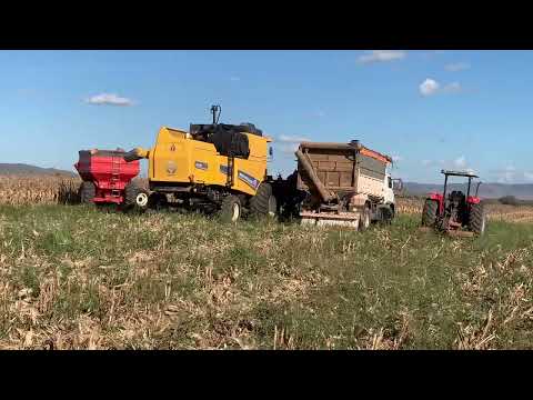 MAIS UMA COLHEITA DE MILHO em Adustina, Sertão baiano!