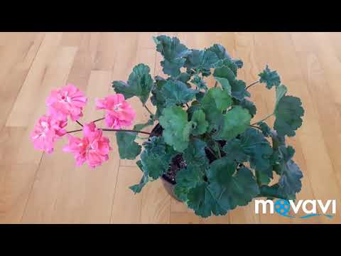 Секреты зонартиков. Pelargongaragets ZA Rosi