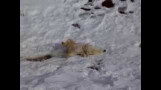 preview picture of video 'Miś tarza się w śniegu'