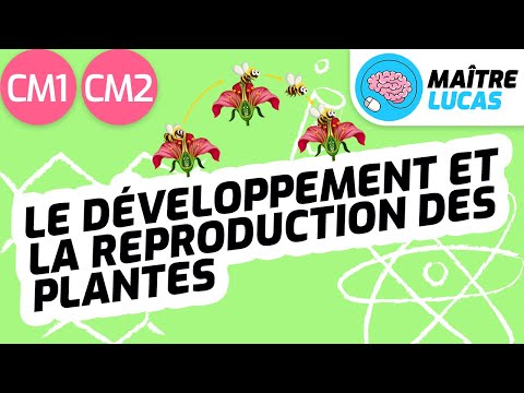 Le développement et la reproduction des plantes CM1 - CM2 - 6ème - Sciences - Le vivant