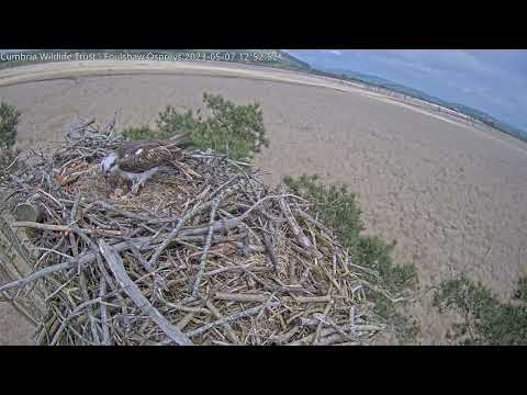 Breeding male osprey White YW tends to his clutch of eggs. #foulshawospreys