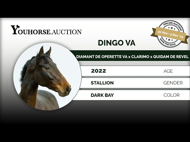 Dingo