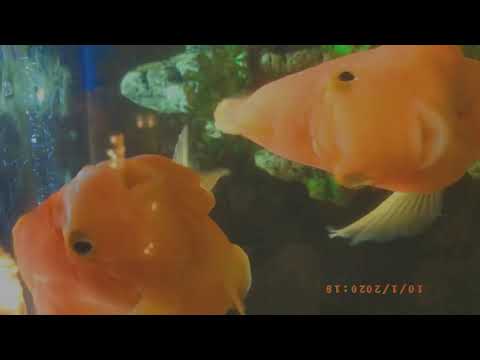 Our orange friends 🧡 🐠