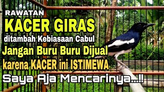 Download lagu JANGAN REMEHKAN KACER GIRAS DAN CABUL || INI RAHASIA PERAWATAN CALON SPEED RAPAT DI GANTANGAN mp3