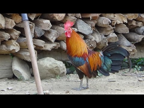 Neeg  Pluag Txoj Kev  Hlub Part1