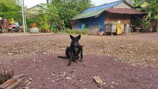 Free time booboo #pets #animals #dogs #puppy