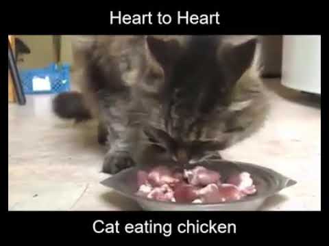How Much Can Cats Eat Chicken - Chicken For Cats