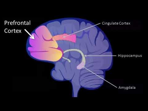 983 Hz : Prefrontal cortex (RIFE Healing Frequency)