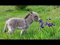 Cute Baby Donkeys Compilation