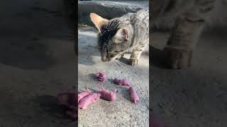 Stray cat eating mice alive ⚠️ #nature #hunter #cat #naturegoesmetal #brutal #metal #scary #alive