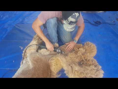 Alpaca shearing at Pacabella