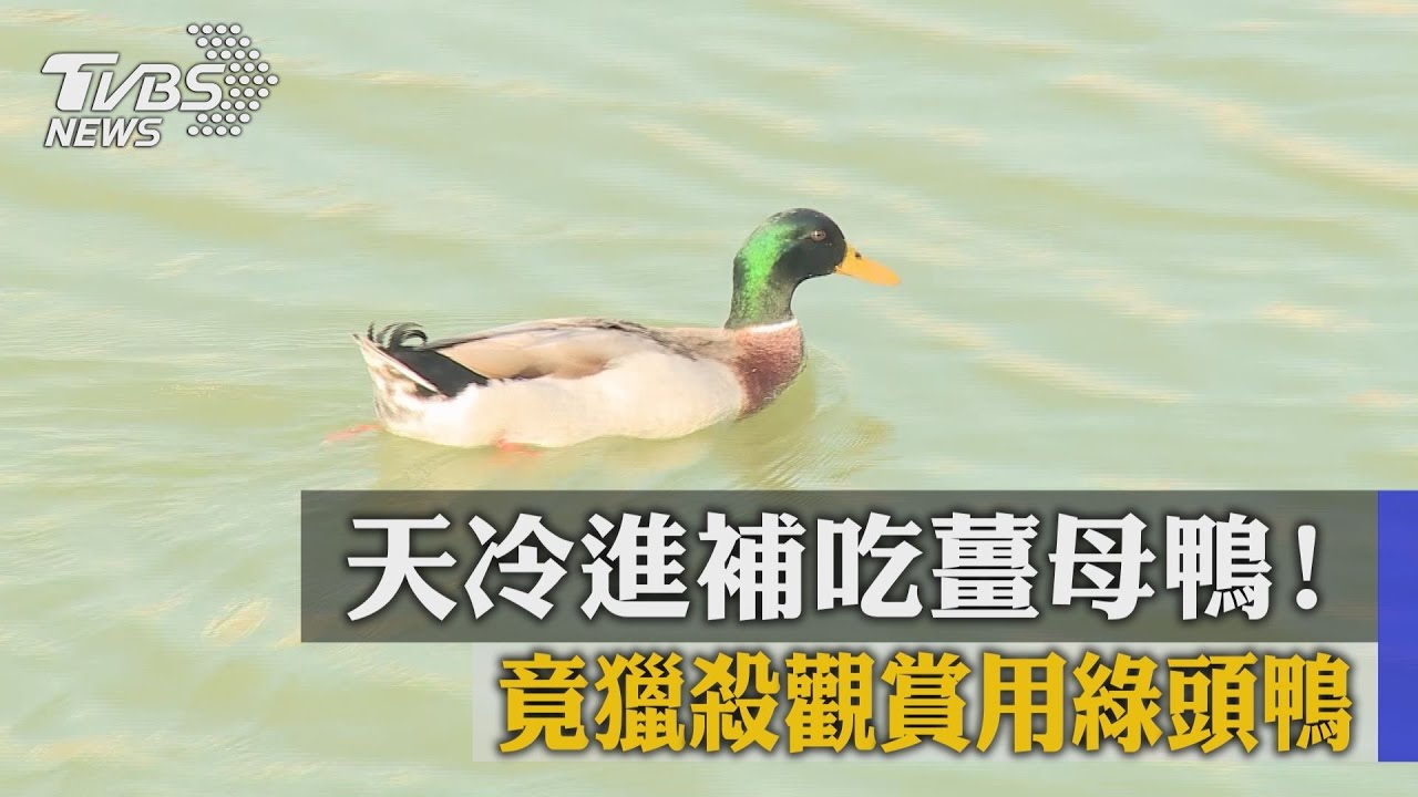 天冷進補吃薑母鴨　竟獵殺觀賞用綠頭鴨
