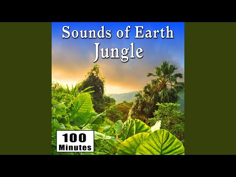 Active Daytime Jungle Sounds Including Birds, Insects and Animals (Jungle Ambience Sound Effects)