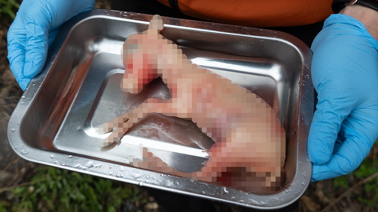 【違法罠】仕留めた鹿に腹子がいたので食う。