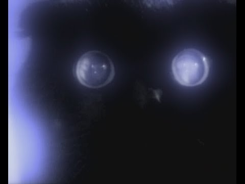 Part 1 Ghostly Creatures Animal X Natural Mystery Unit