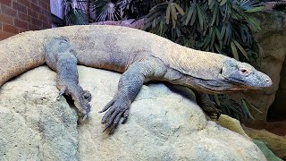 Vertebrate Biology Part I: Reptiles and Amphibians