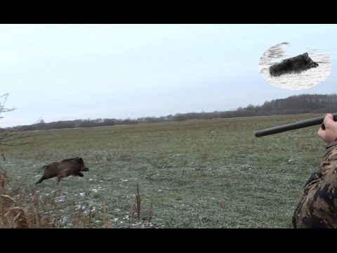 Best moments - November 2015 - driven hunt compilation - Drückjagd Beste Momente Chasse en battue