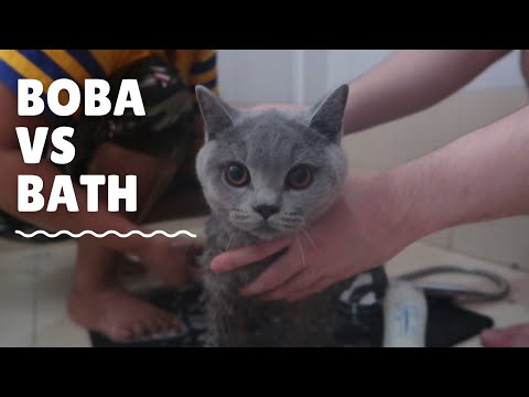 How we bathe our British Shorthair Kitten | Chubby Boba Cat