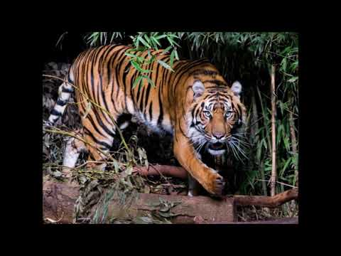 Tono Rosario -  El Tigre