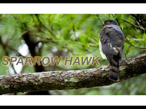Visiting the sparrow hawk  after 3 weeks,  thumbs down for the smallrig cage for  my eos R3