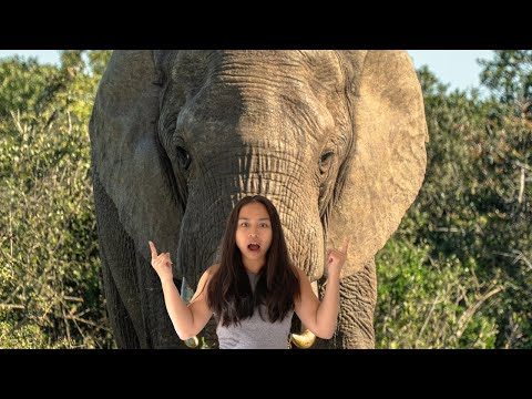 A SELF-DRIVE SAFARI w/ 600 Elephants! Addo Elephant National Park 🇿🇦