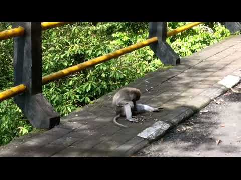 Encounter with Monkeys at Ubud Monkey Forest in Bali / Vlog Review No. 257