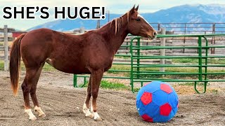 How tall is my $25 Horse? ~ She is going to be BIG!