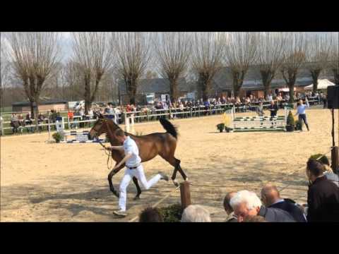 Van Gogh hengstenshow 2016