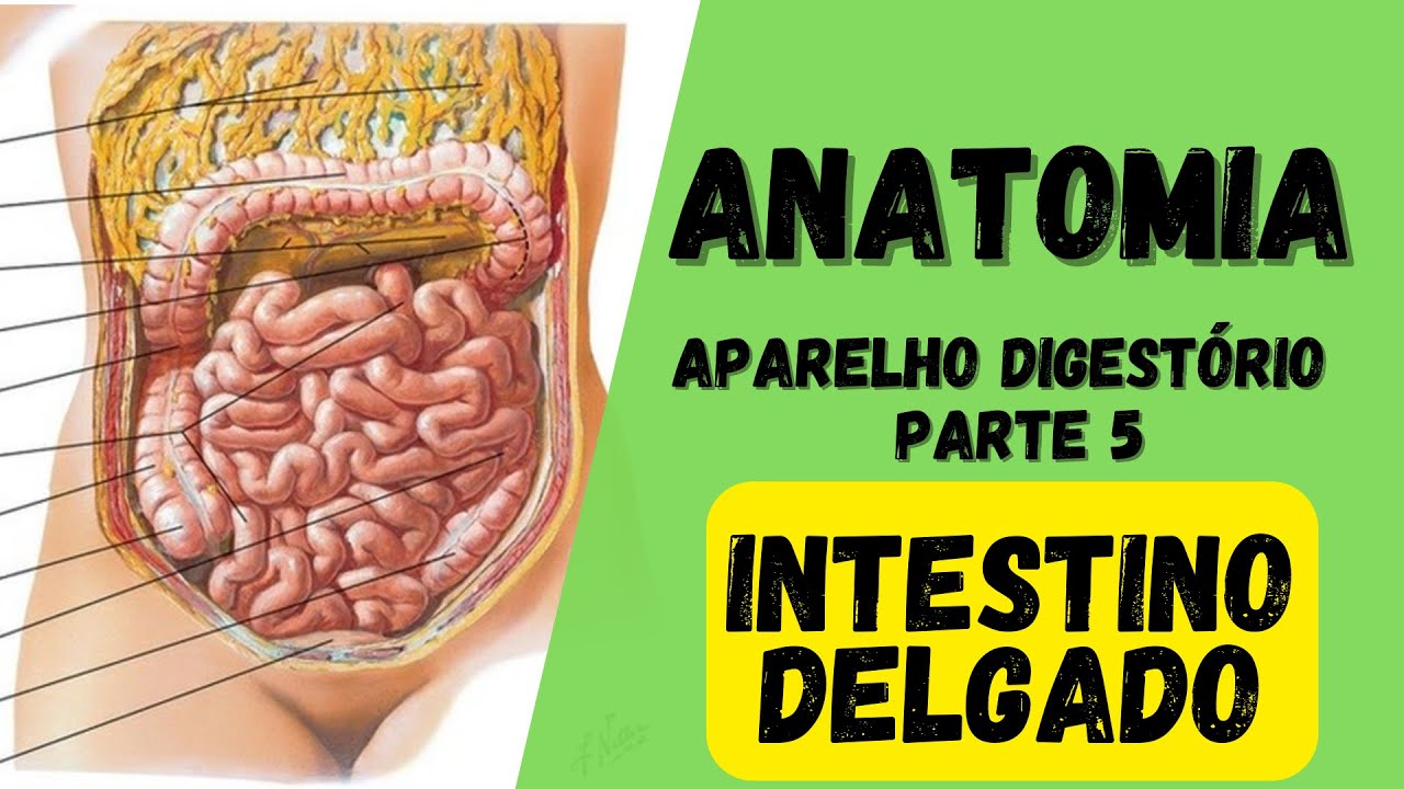 ANATOMIA  - Aparelho digestório (Parte 5) - Intestino delgado