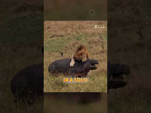 The Lion Who Killed 400 Hyenas