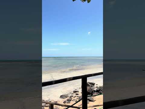 Mainha em japaratinga-AL