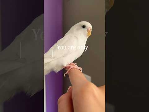 Start the Comments! #birdybirds #birds #bird #parrot #comment #subscribe #like #animals #love