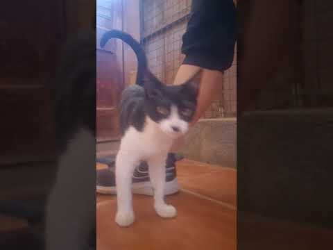 Vídeo de JIMMY