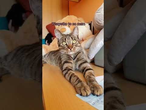 sanah i Dawid Podsiadło - ostatnia nadzieja (parodia z kotkiem)